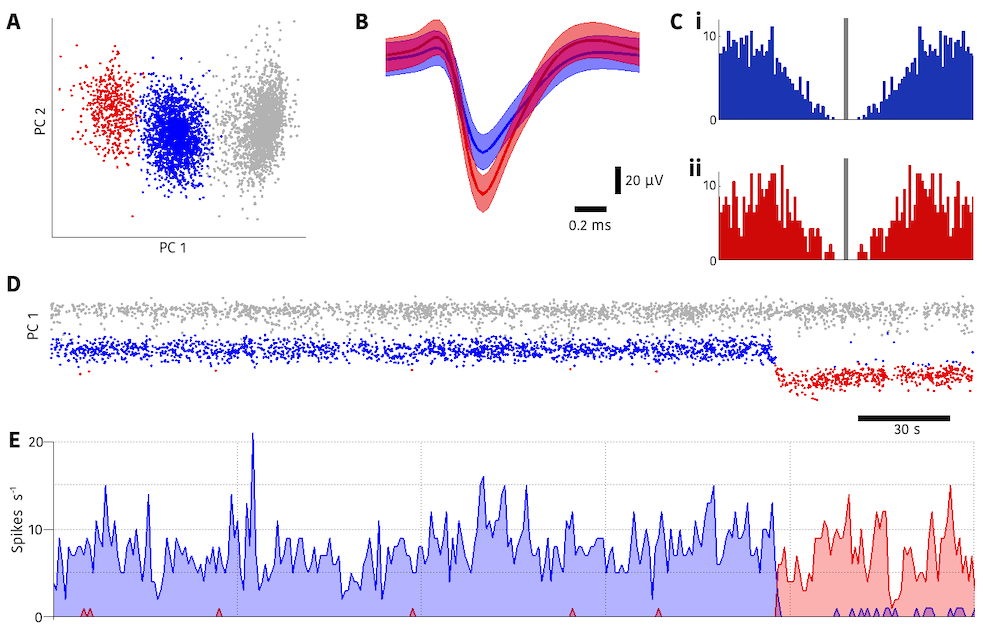 Sudden shift in single neuron waveform