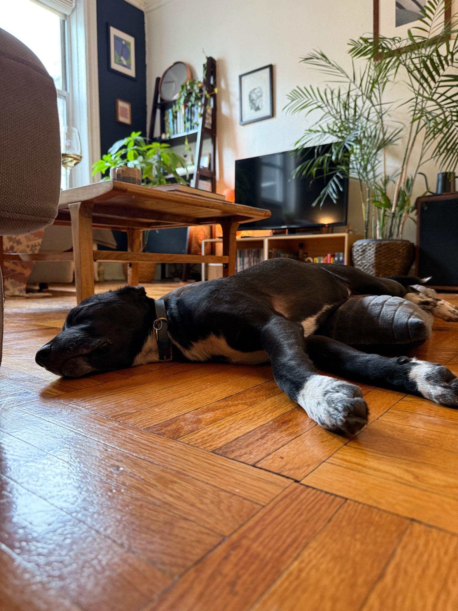 Photo of dog